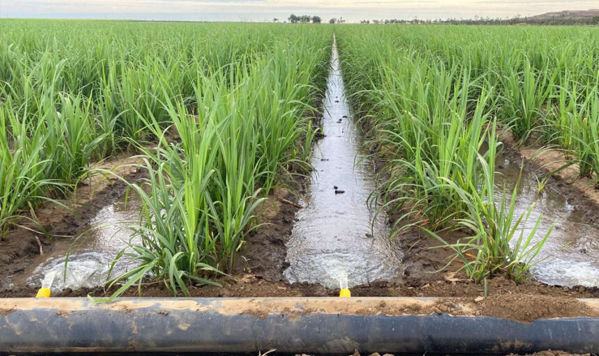 Agronomía